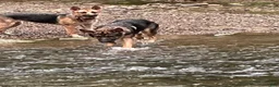 German Shepherd dogs for sale: German Shepherd 5 - Ad 6