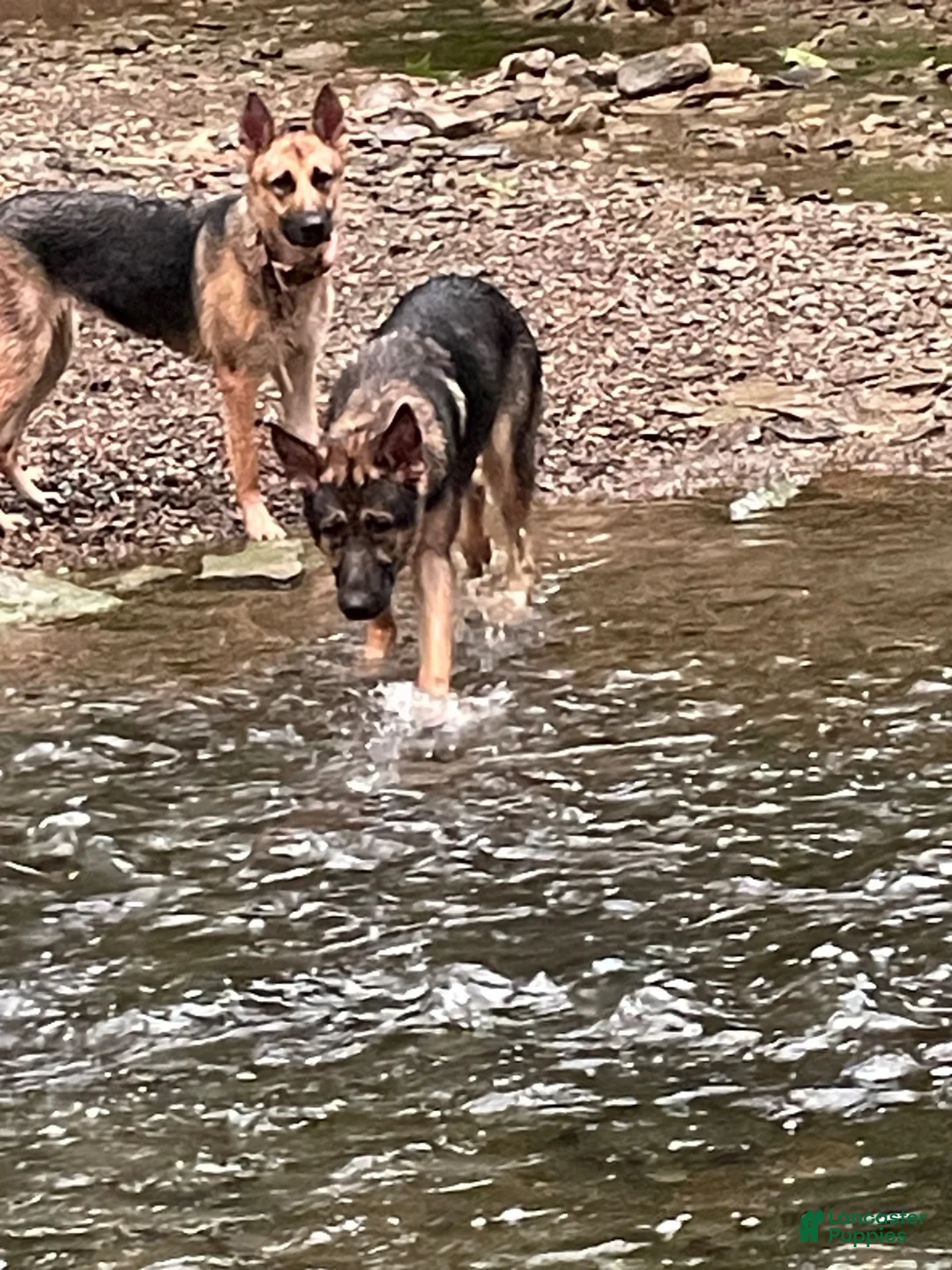 German Shepherd dogs for sale: German Shepherd 5 - Ad 6