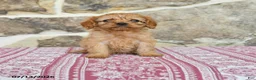Cavapoo dogs for sale: Daffodil - Ad 1