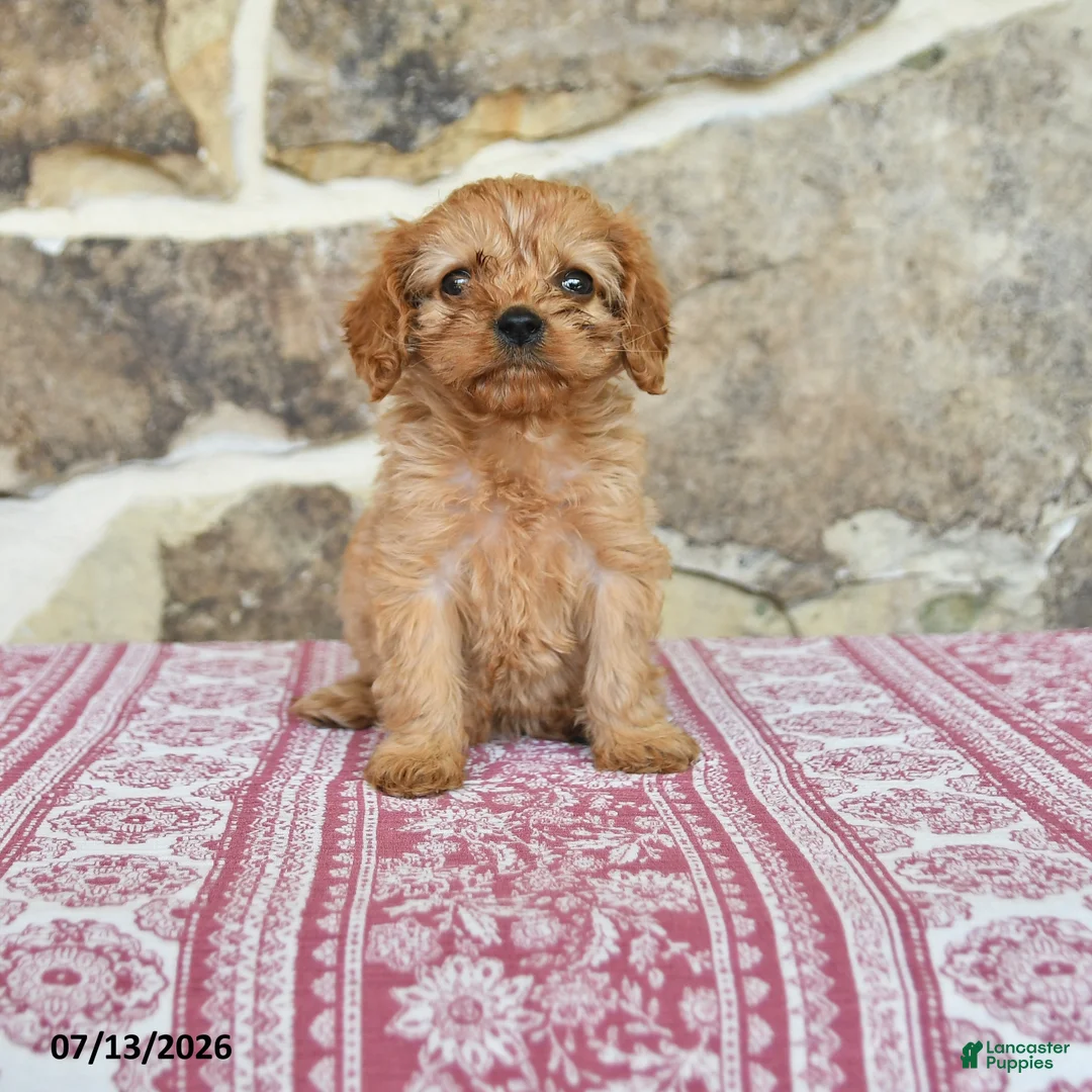 Cavapoo dogs for sale: Daffodil - Ad 1