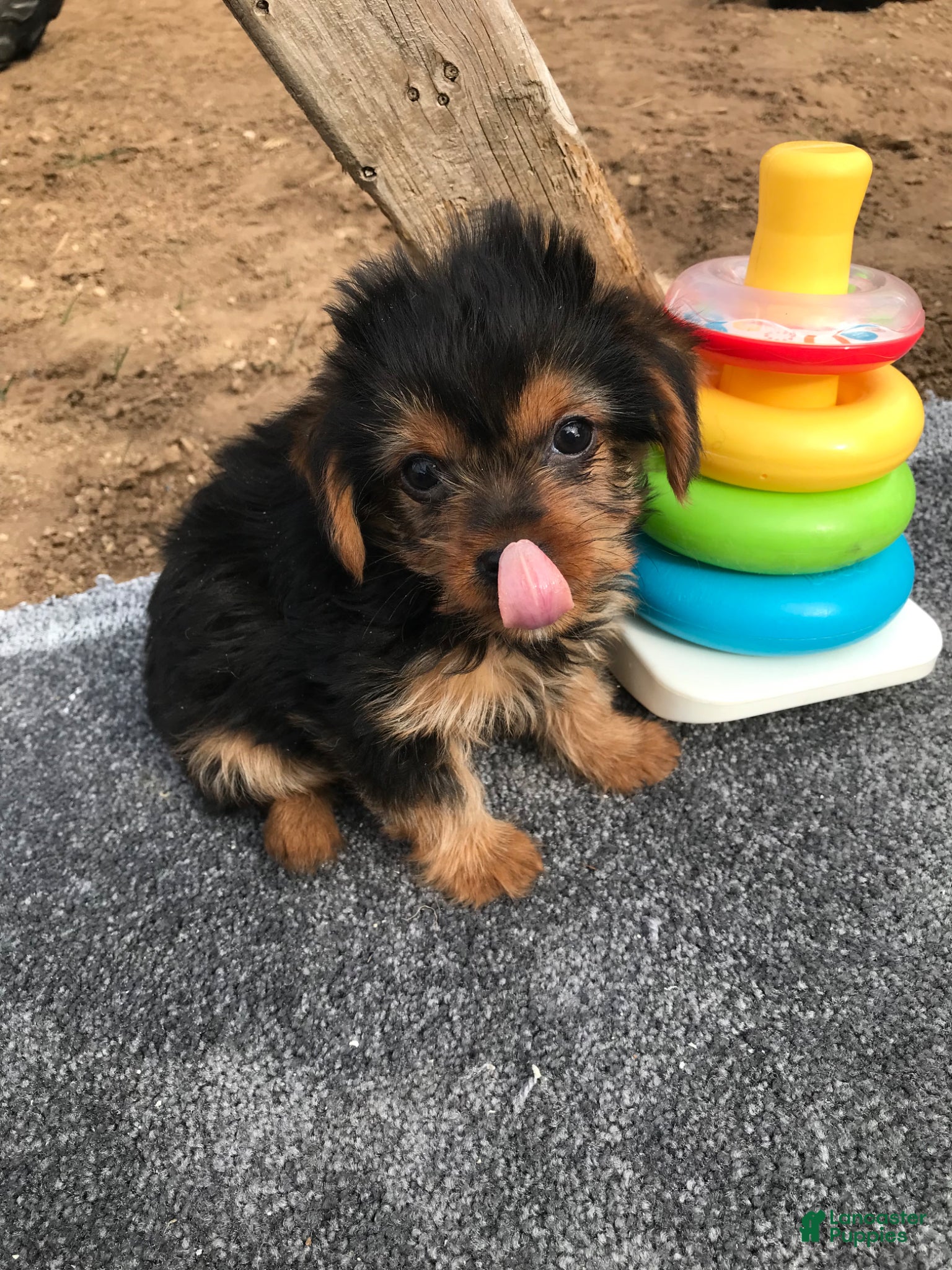 Other breed dogs Other breed Puppy 1 - Ad 1