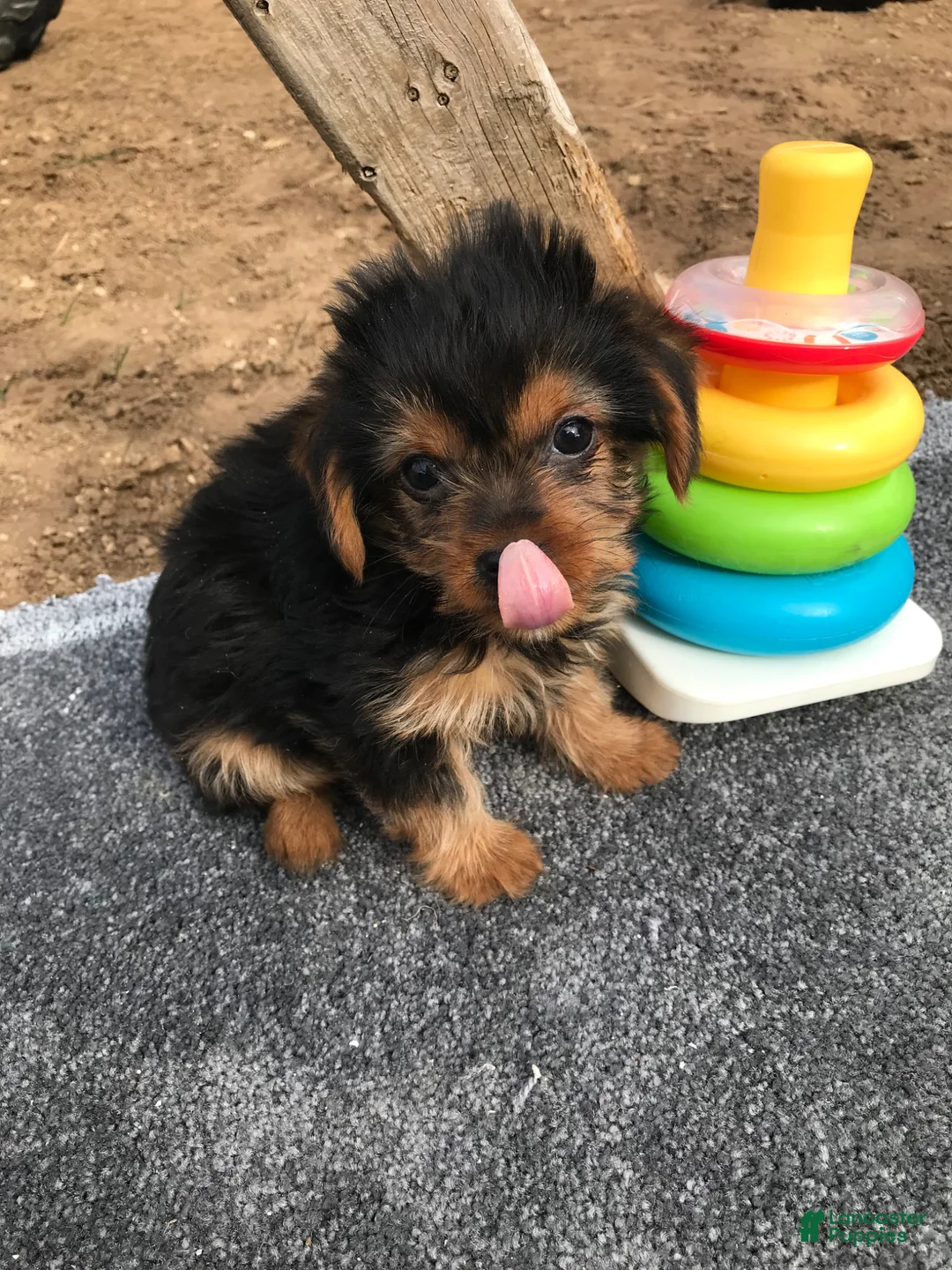 Other breed dogs for sale: Other breed Puppy 1 - Ad 1