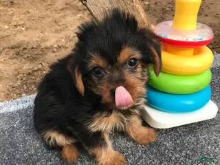 Other breed dogs Other breed Puppy 1 - Ad 1