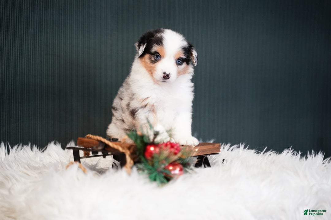 Miniature Australian Shepherd dogs for sale: Blake - Ad 9