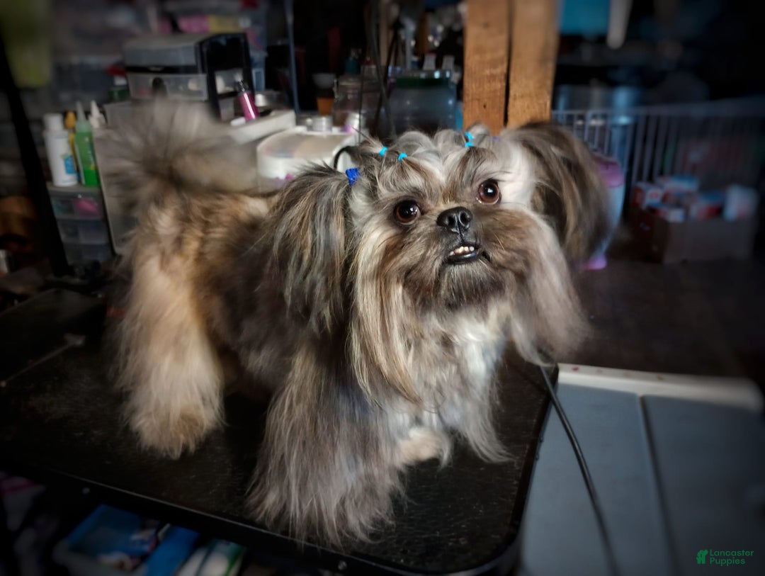 Shih Tzu dogs for sale: Ewok Naturally-reared - Ad 9