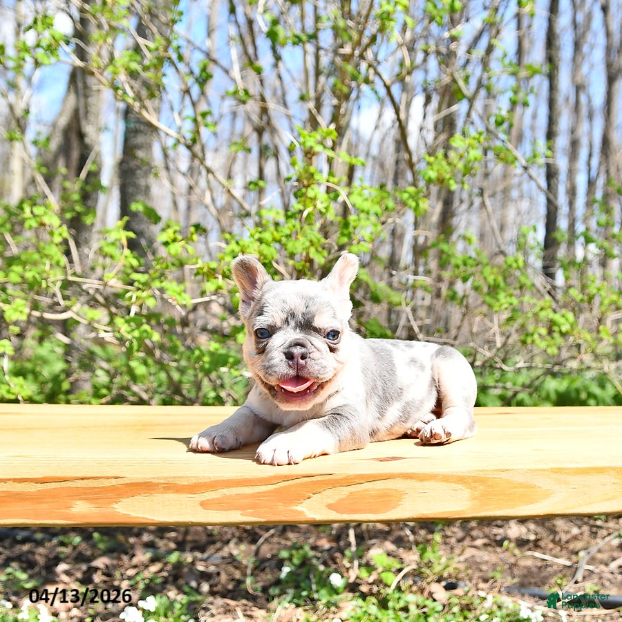 French Bulldog dogs Bentley - Ad 2