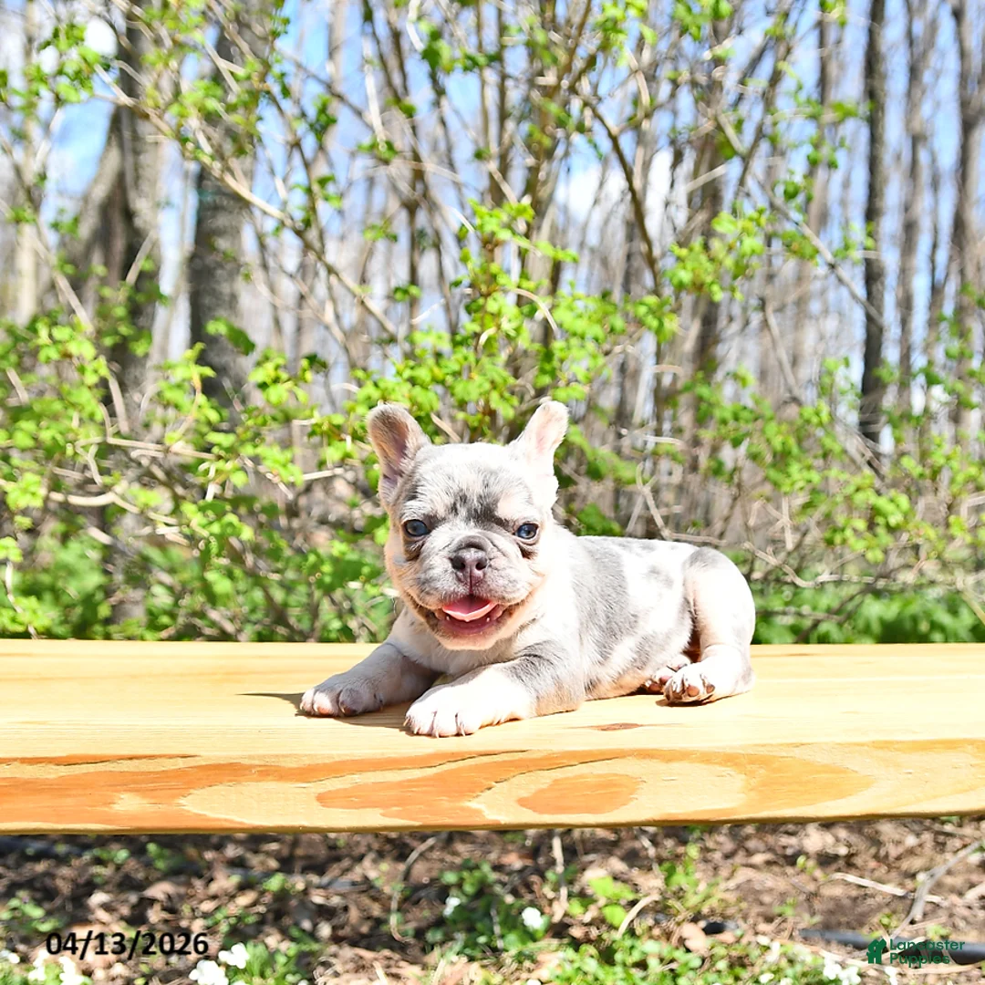 French Bulldog dogs for sale: Bentley - Ad 2