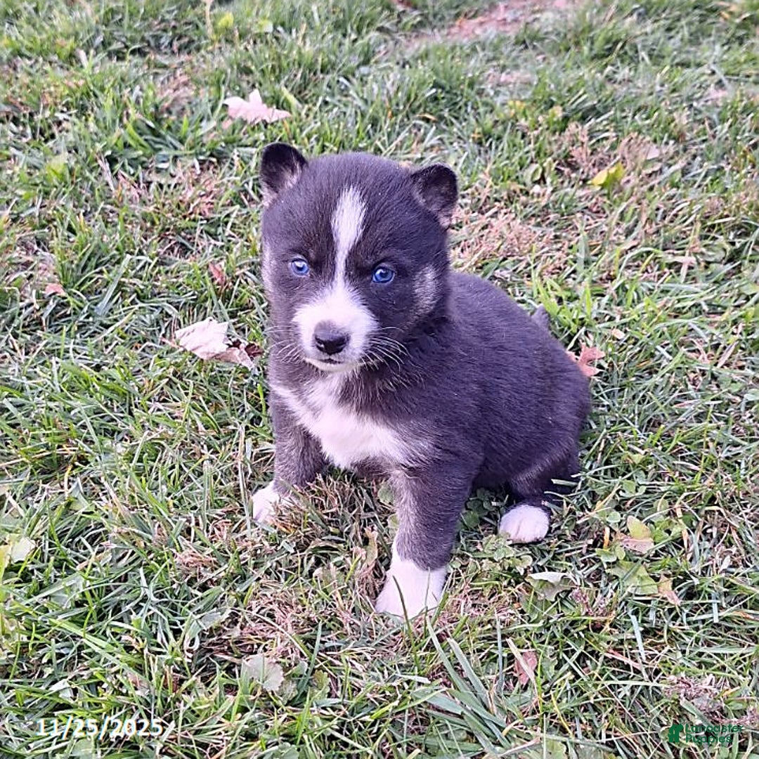 Gerberian Shepsky dogs for sale: Penny - Ad 3