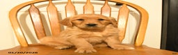Golden Retriever dogs for sale: Bach - Ad 3