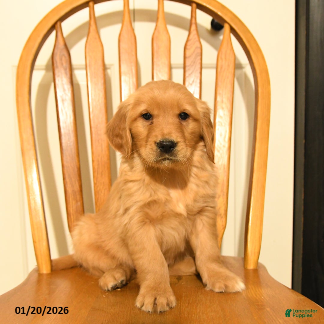 Golden Retriever dogs for sale: Bach - Ad 3