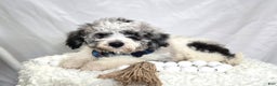Mini Sheepadoodle dogs for sale: Jorge - Ad 1