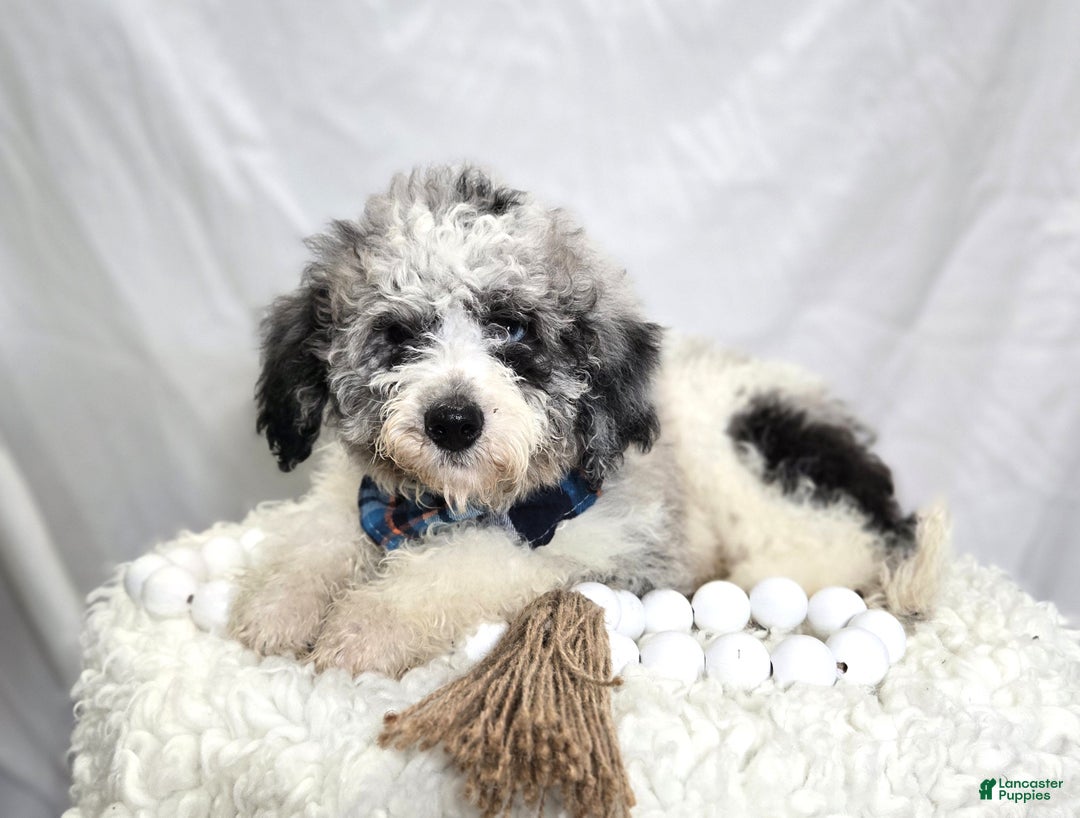 Mini Sheepadoodle dogs for sale: Jorge - Ad 1