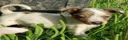 Australian Cattle Dog dogs for sale: Australian Cattle Dog Puppy 3 (Bella) Female - Ad 1