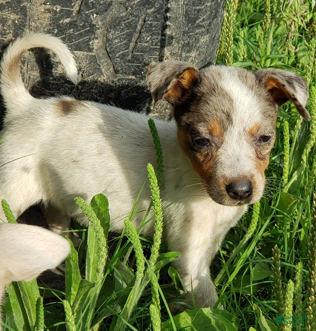 Australian Cattle Dog dogs for sale: Australian Cattle Dog Puppy 3 (Bella) Female - Ad 1
