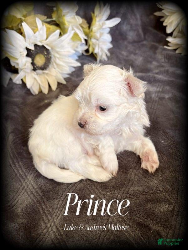 Maltese dogs Prince- Small boy, 5 lb adult  - Ad 2