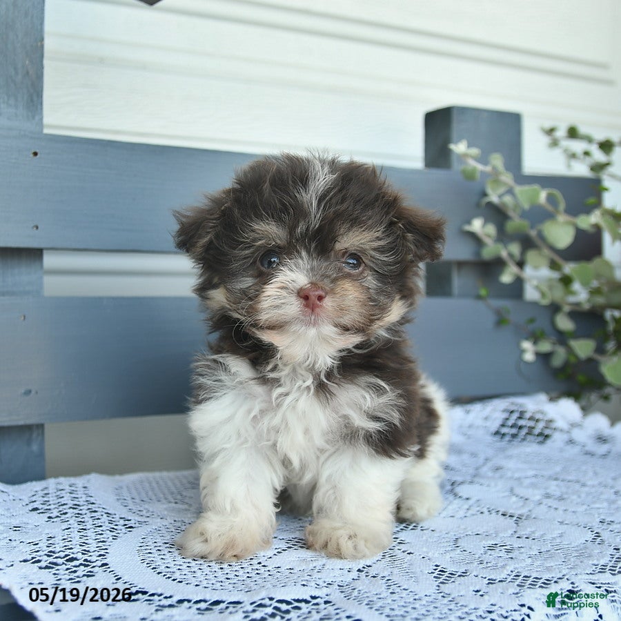 Havanese dogs for sale: Daisy  - Ad 1