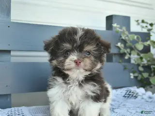 Havanese dogs for sale: Daisy - Ad 1