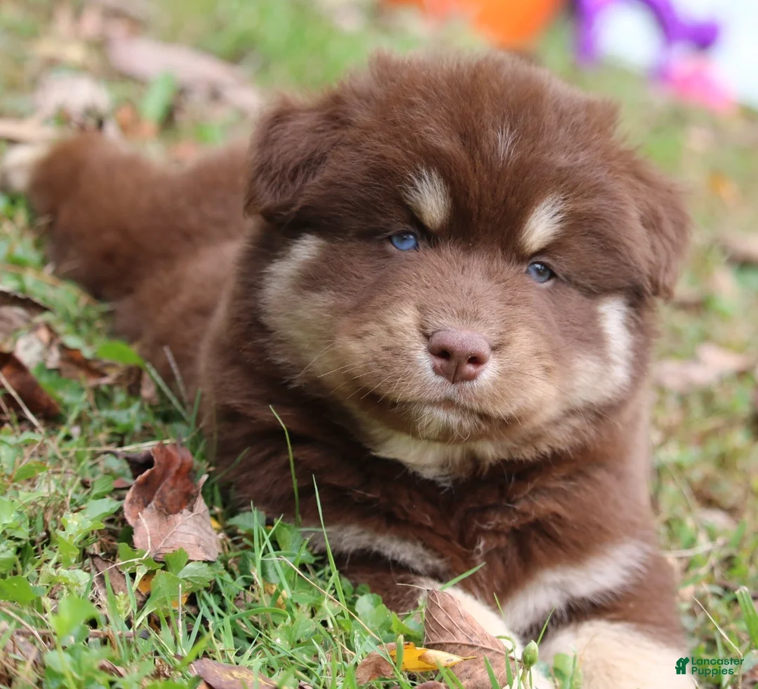 Pomsky dogs for sale: Hulk  - Ad 2