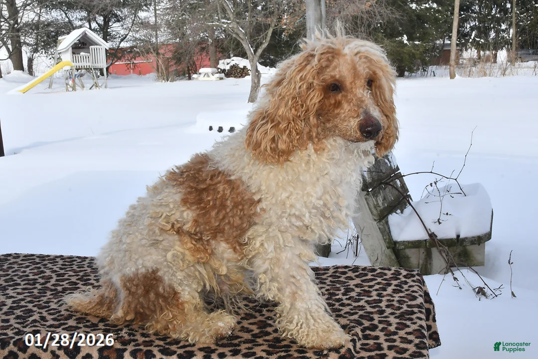 Miniature Poodle dogs for sale: Rosko - Ad 3