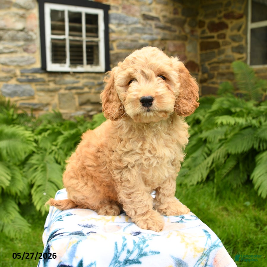 Cockapoo dogs Duke - Ad 1