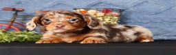 Miniature Dachshund dogs for sale: Niles - Ad 7