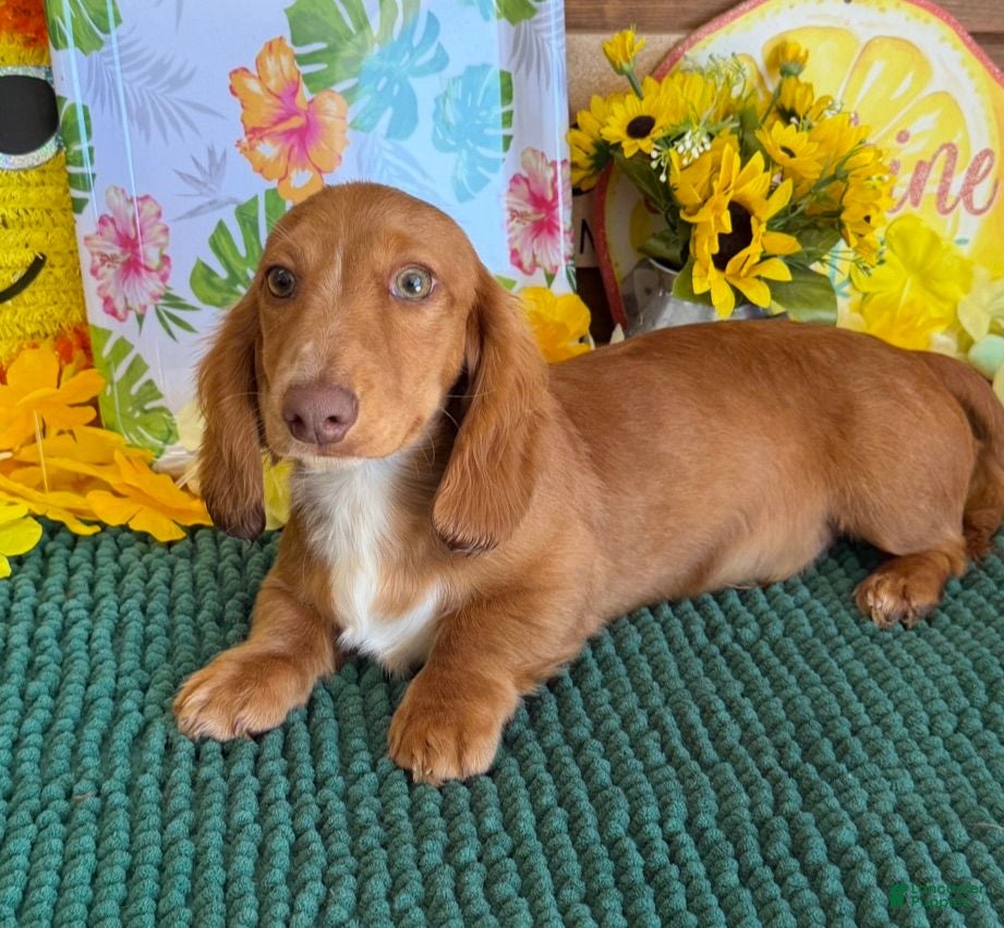 Miniature Dachshund dogs Bentley - Ad 30