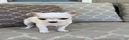 Chihuahua dogs for sale: Princess  - Ad 4