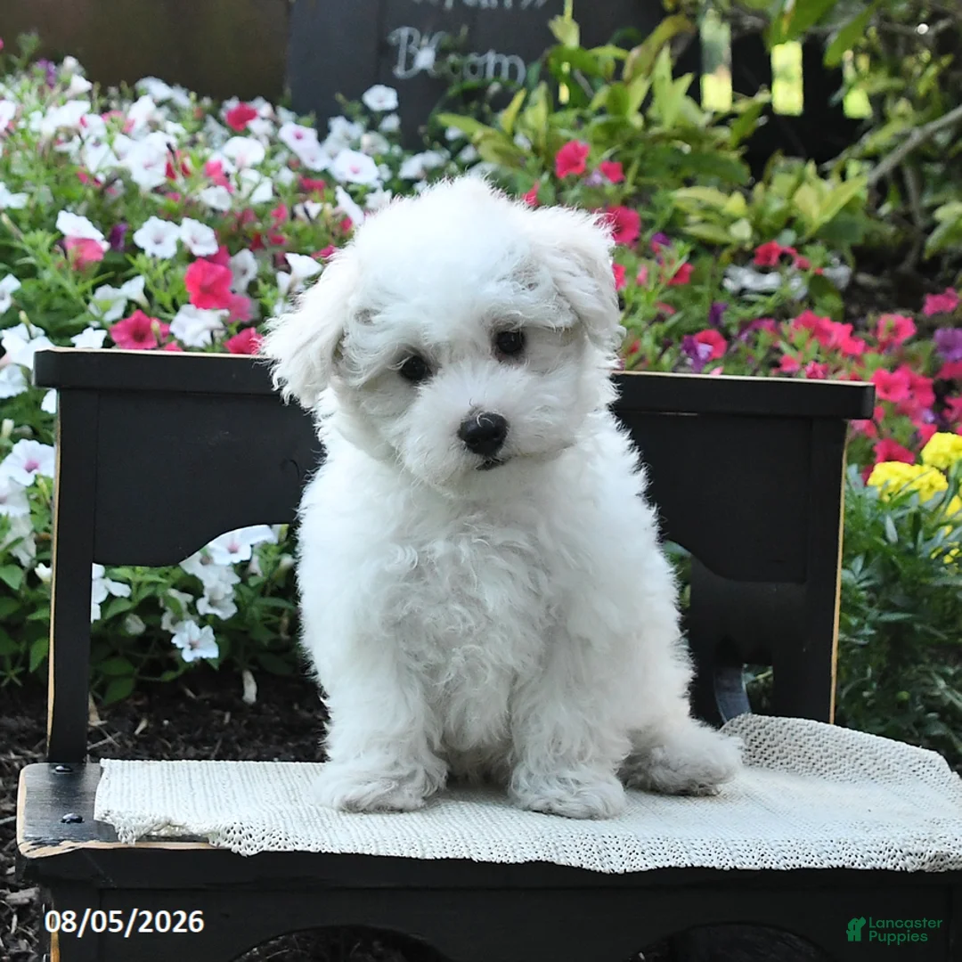 Maltipoo dogs for sale: Teddy - Ad 3