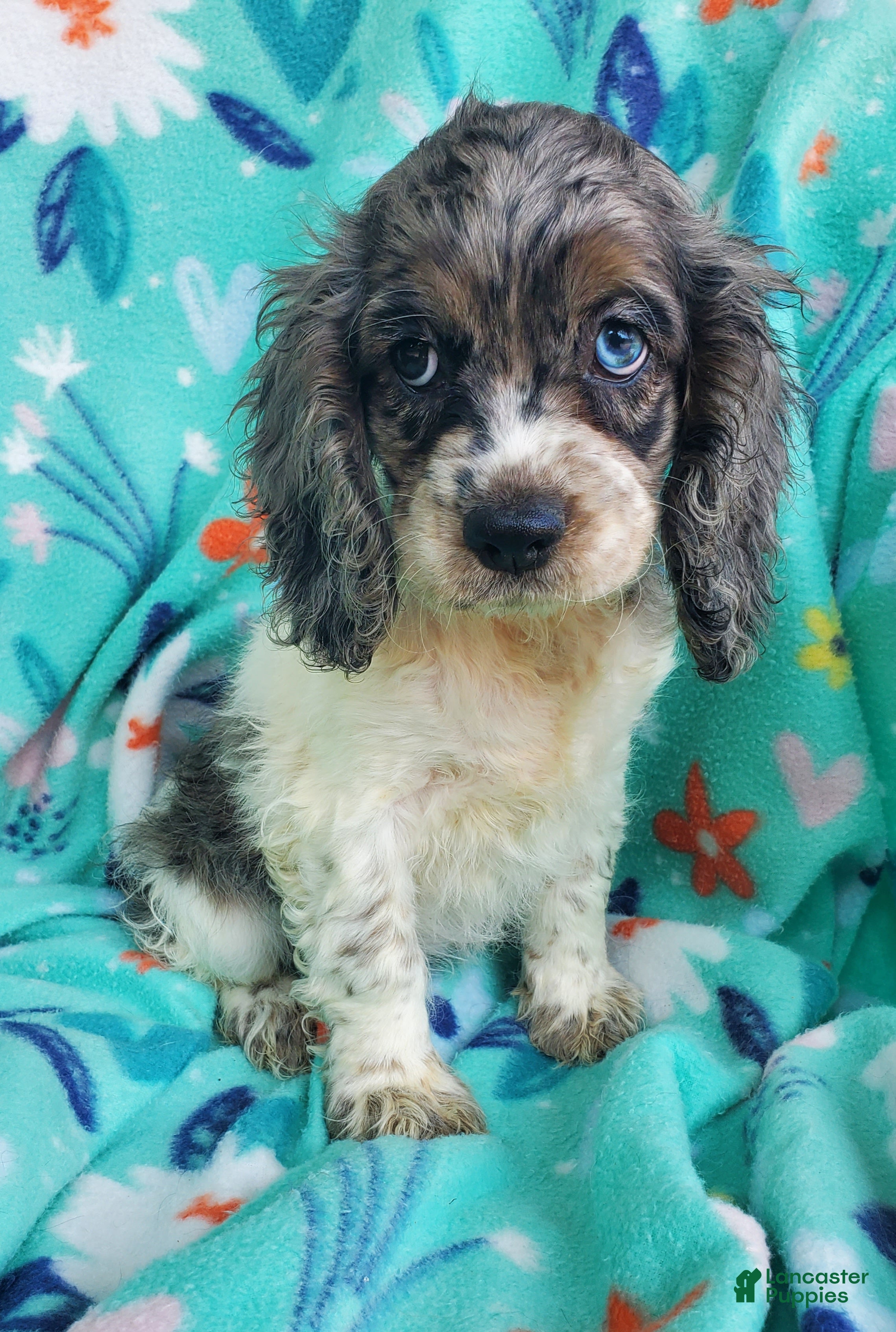 Cocker Spaniel dogs Sky - Ad 1