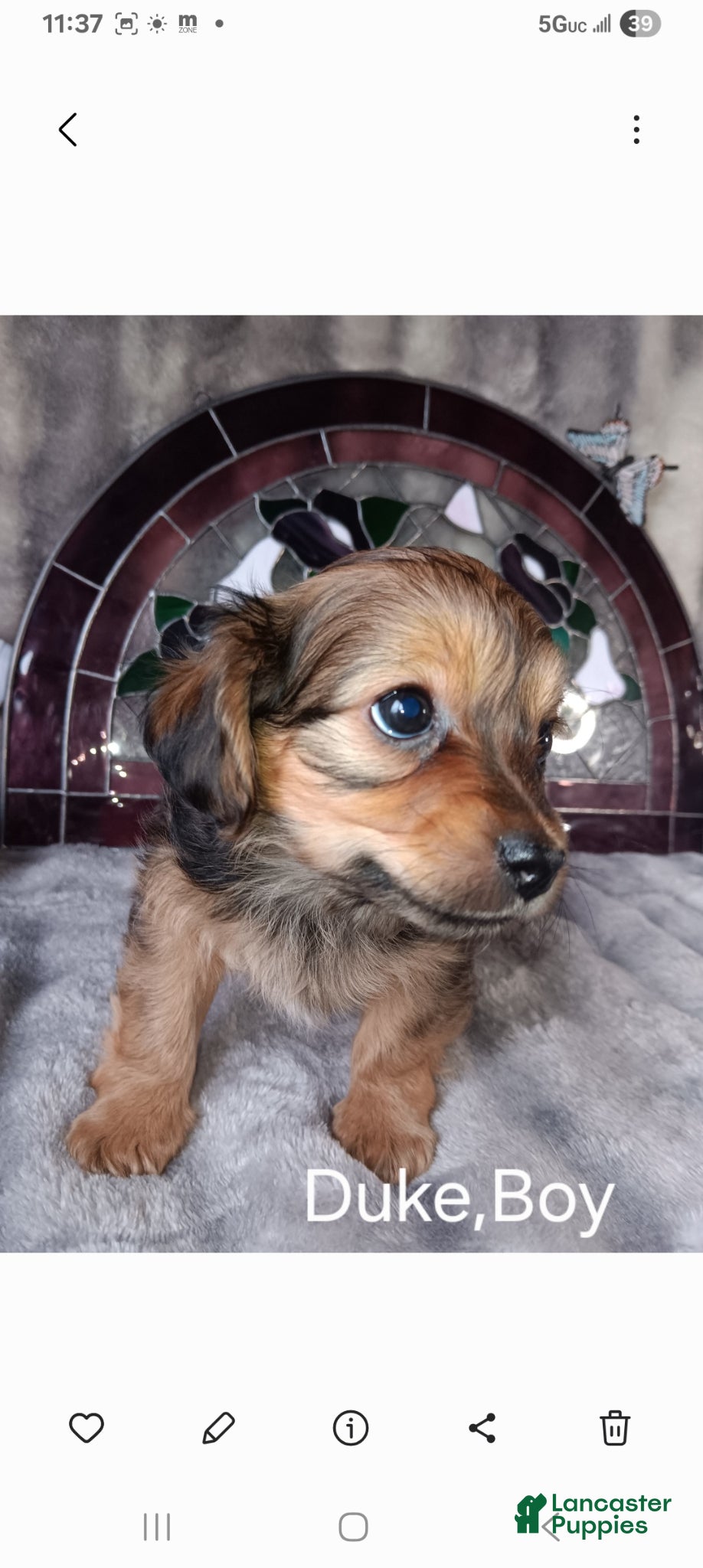Yorkshire Terrier dogs for sale: Yorkshire Terrier Puppy 1 - Ad 2