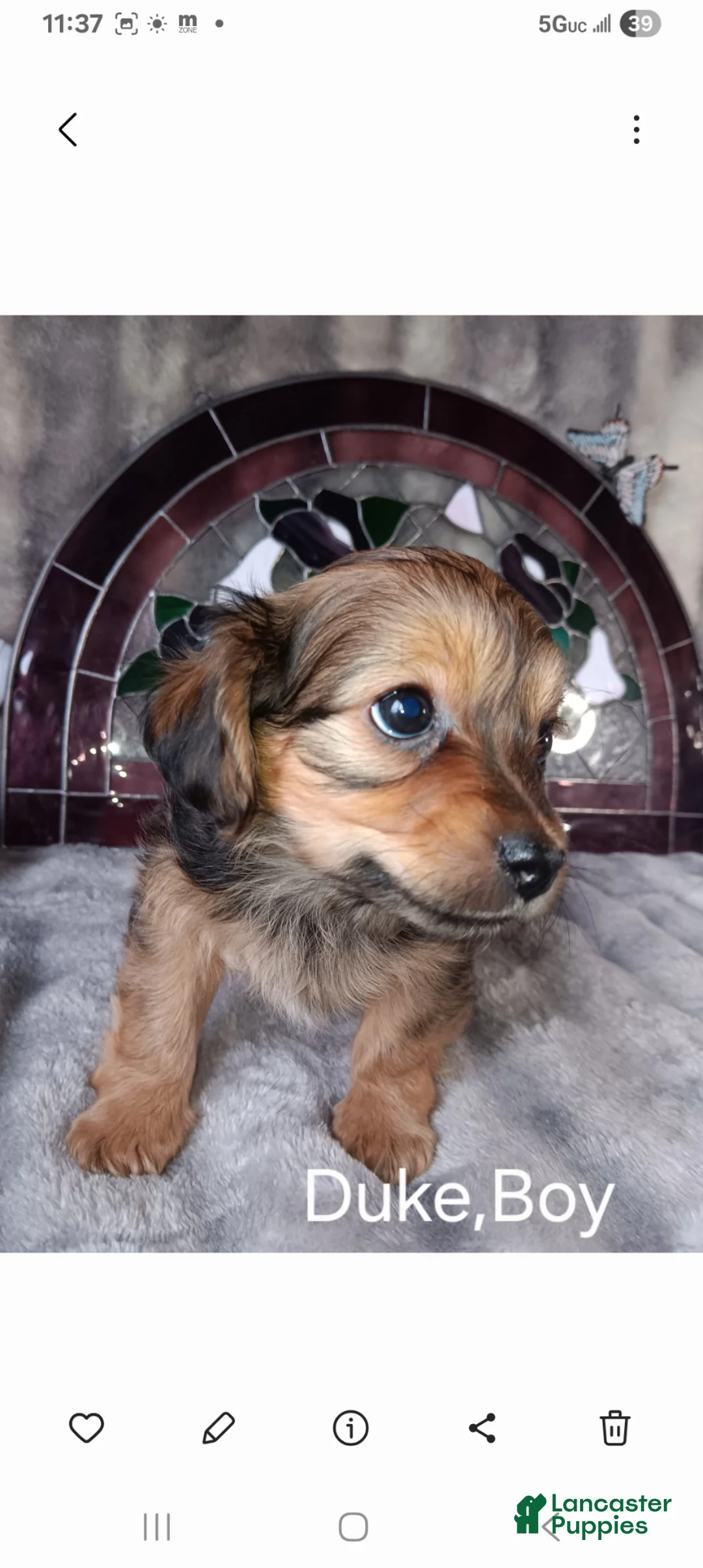 Yorkshire Terrier dogs for sale: Yorkshire Terrier Puppy 1 - Ad 1
