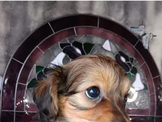 Yorkshire Terrier dogs for sale: Yorkshire Terrier Puppy 1 - Ad 2