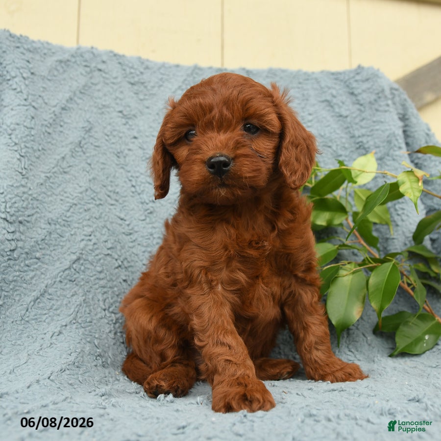 Cavapoo dogs Hamlet - Ad 1