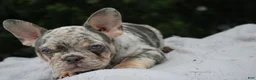 French Bulldog dogs for sale: French Bulldog 2 - Ad 2