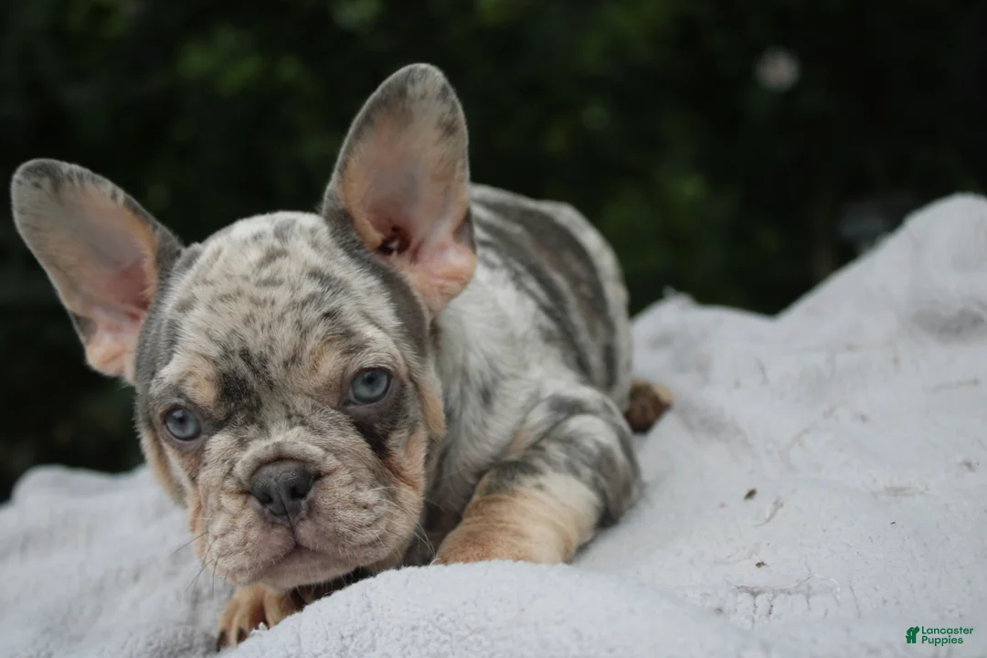 French Bulldog dogs for sale: French Bulldog 2 - Ad 2