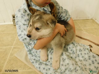 German Shepherd dogs - Ad 37