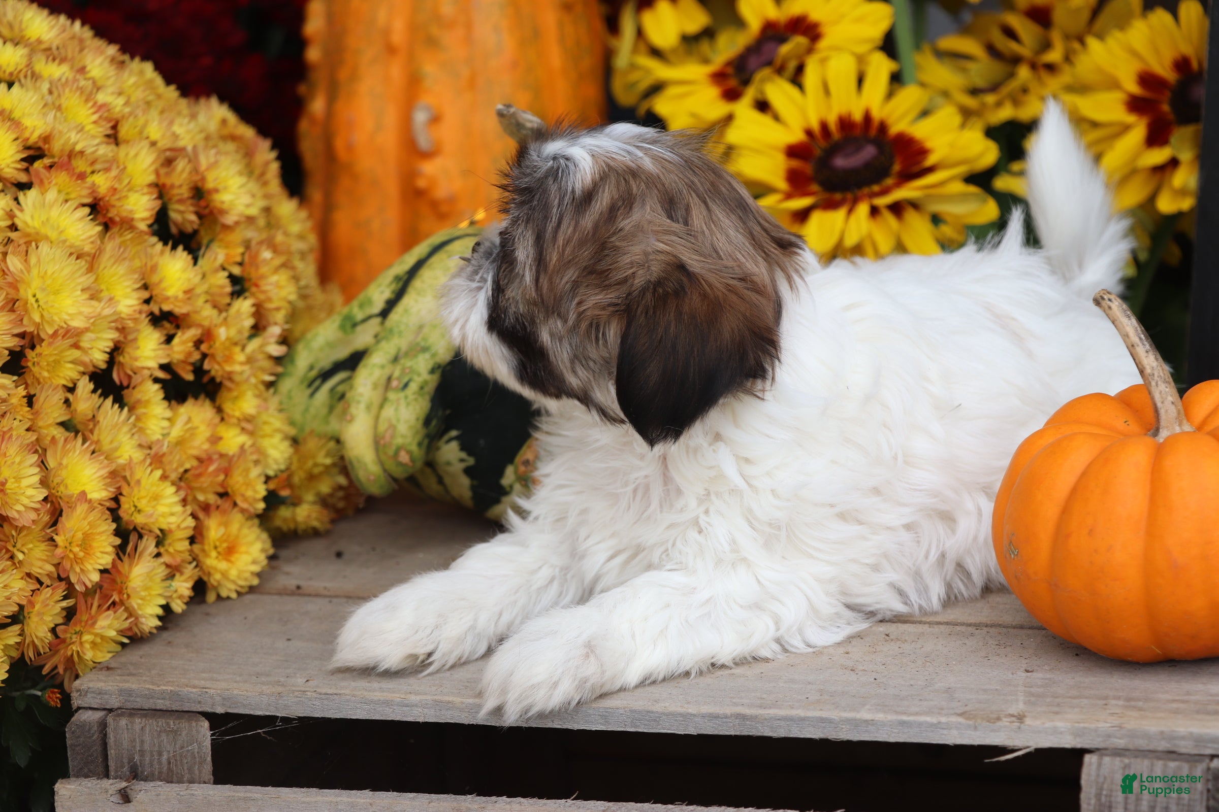 Shih Tzu dogs Pumpkin - Ad 2