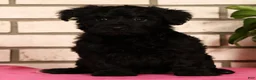 Yorkiepoo dogs for sale: Ender - Ad 6