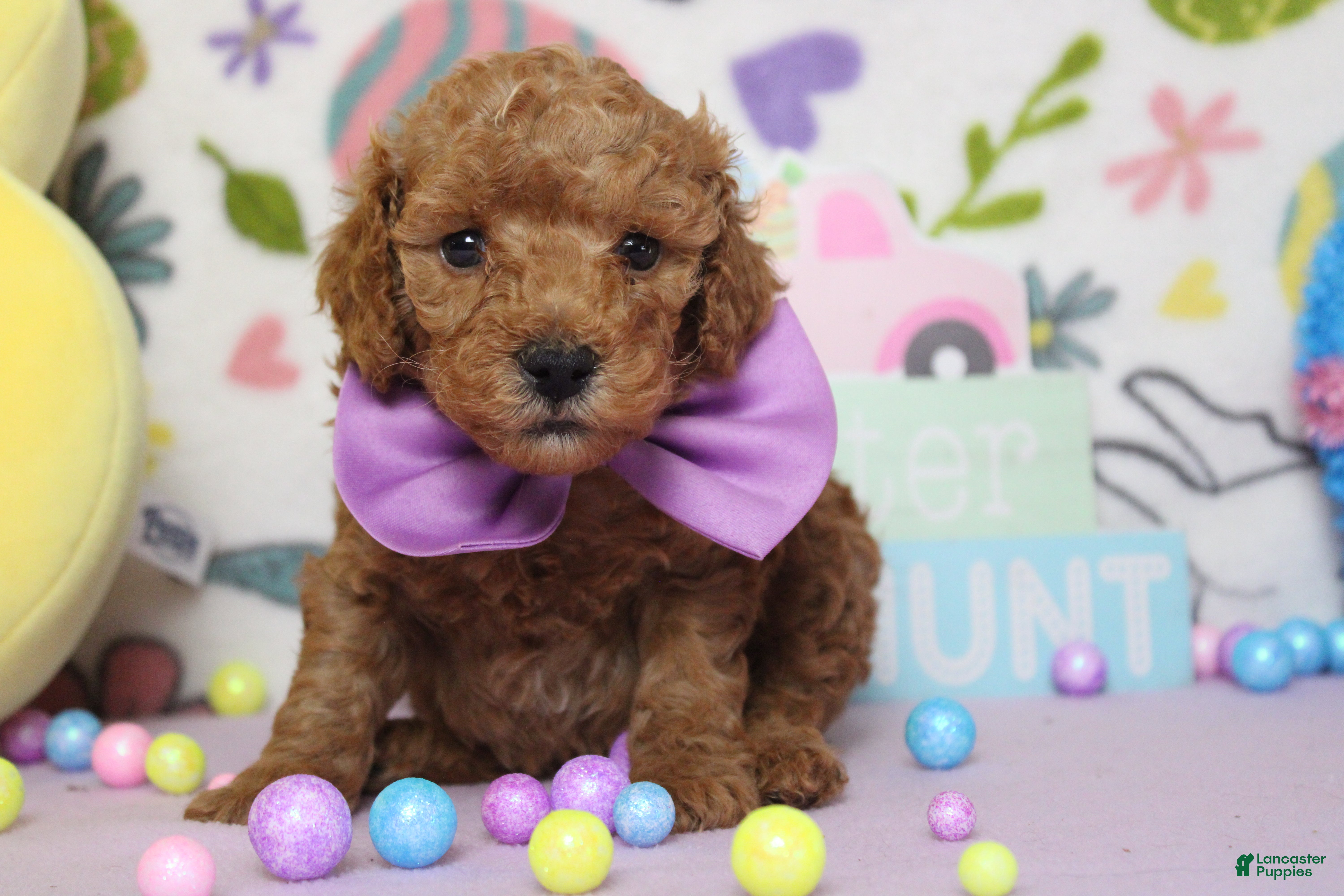 Miniature Poodle dogs Byron  - Ad 19