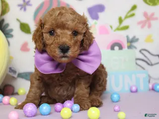 Miniature Poodle dogs Byron - Ad 19