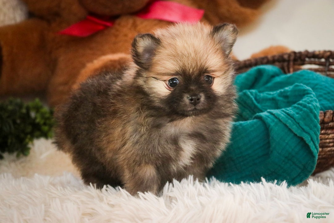 Pomeranian dogs for sale: Bingley - Ad 7