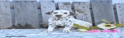 Dalmatian dogs for sale: Jett - Ad 3