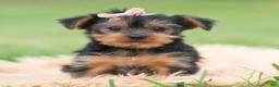 Yorkshire Terrier dogs for sale: Gia - Ad 2