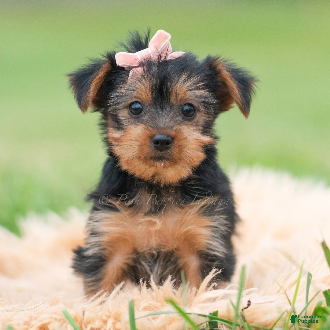 Yorkshire Terrier dogs for sale: Gia - Ad 2