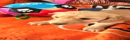 Dachshund dogs for sale: Dachshund 2 - Ad 5