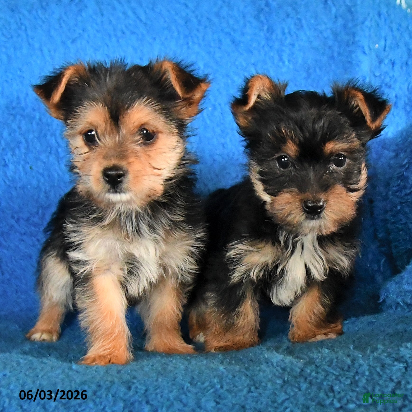 Yorkshire Terrier dogs for sale: Sarah - Ad 3