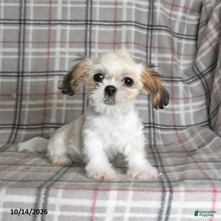 Shih Tzu dogs Lucy - Ad 2