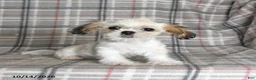 Shih Tzu dogs for sale: Lucy - Ad 2