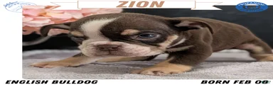 Zion