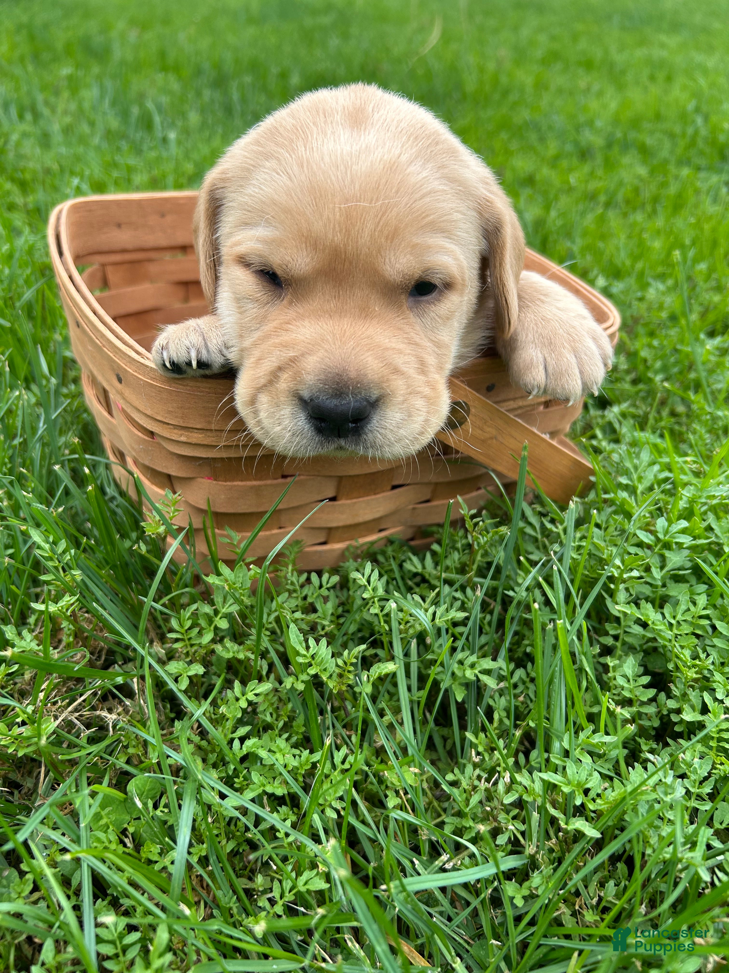 Labrador Retriever dogs Abe Lincoln - Orange - Ad 1